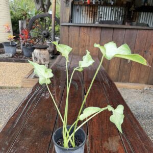 Caladium Icicle