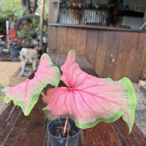Caladium Lava Flame
