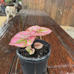 Caladium Purple Lights