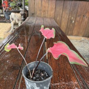 Caladium Red Speckled Dwarf