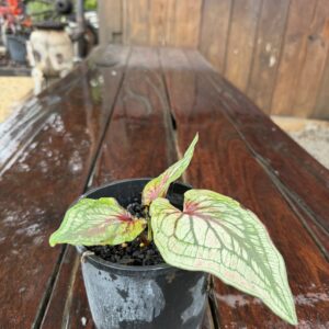 Caladium Thai Beauty