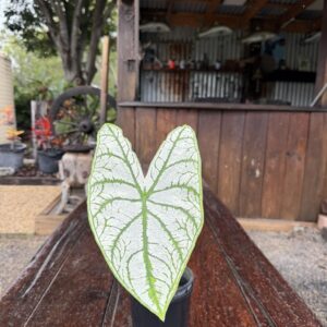 Caladium White Lace