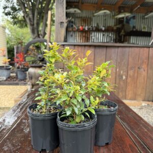 Syzygium 'Crimson Lights' Hedge