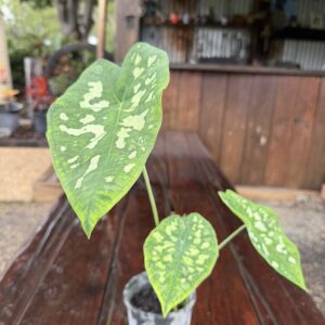 Caladium Painter's Palette