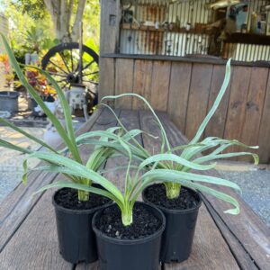 Agapanthus 'Black Magic'