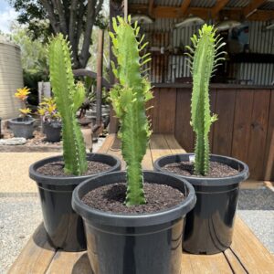 Cowboy Cactus