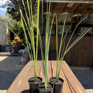 Iris Dietes Bicolour