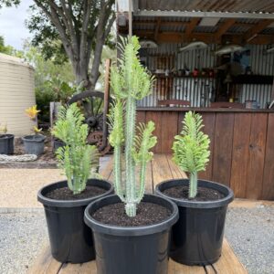 Euphorbia trigona