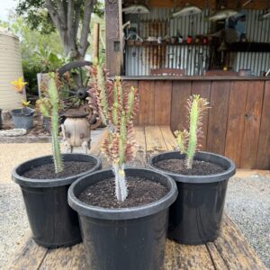 Euphorbia trigona 'Rubra'