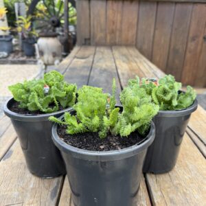 Euphorbia flanaganii 'Arm Crest'