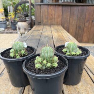 Euphorbia Horrida