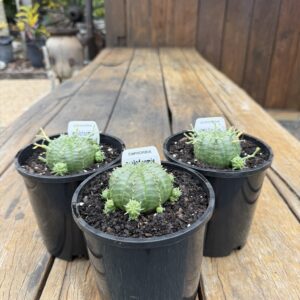 Euphorbia meloformis