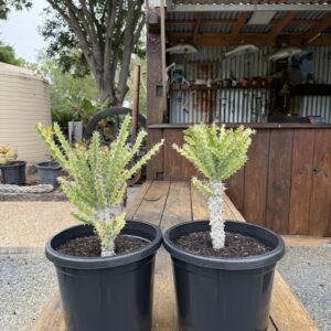 Euphorbia wakefieldii