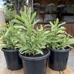 Euphorbia neriifolia Variegated