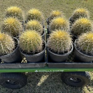 Golden Barrel Cactus