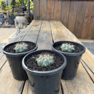 Gymnocalycium saglionis
