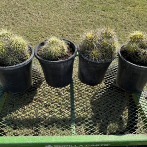 Multi Head Golden Barrels