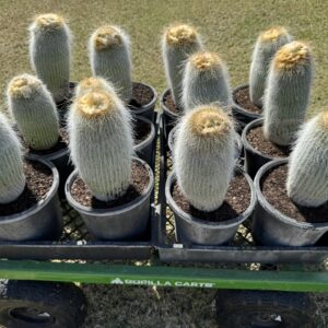 Parodia leninghausii Golden Ball Cactus
