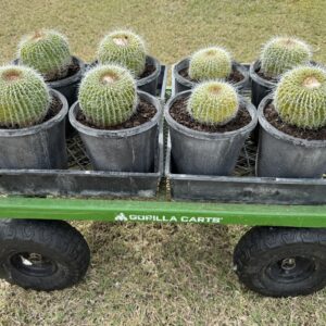 Parodia claviceps