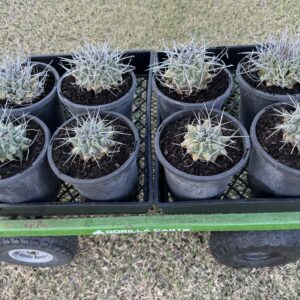 Thelocactus rinconensis ssp. rinconensis