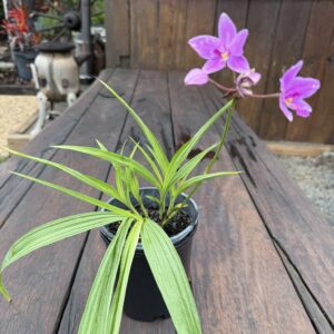 Purple Ground Orchid
