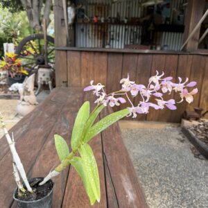 Large Orchids