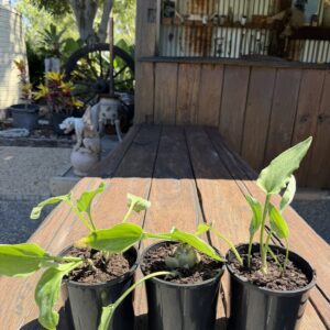 Leopard Plant