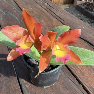 Medium Orchids