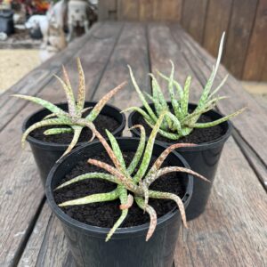 Aloe 'Spotted Kiwi'