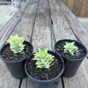Aloe juveena AKA Tiger Tooth Aloe