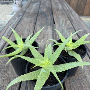 Aloe andongensis