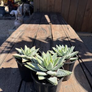 Aloe brevifolia