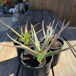 Aloe compressa