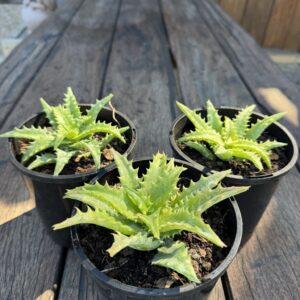 Aloe congolensis