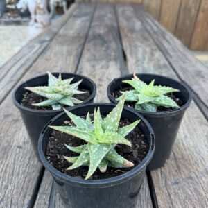 Aloe jucunda