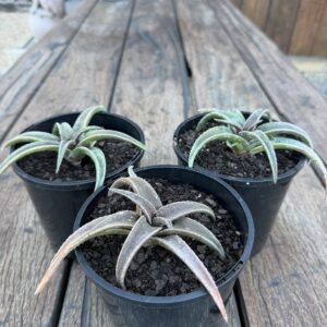Aloe 'Lysa'