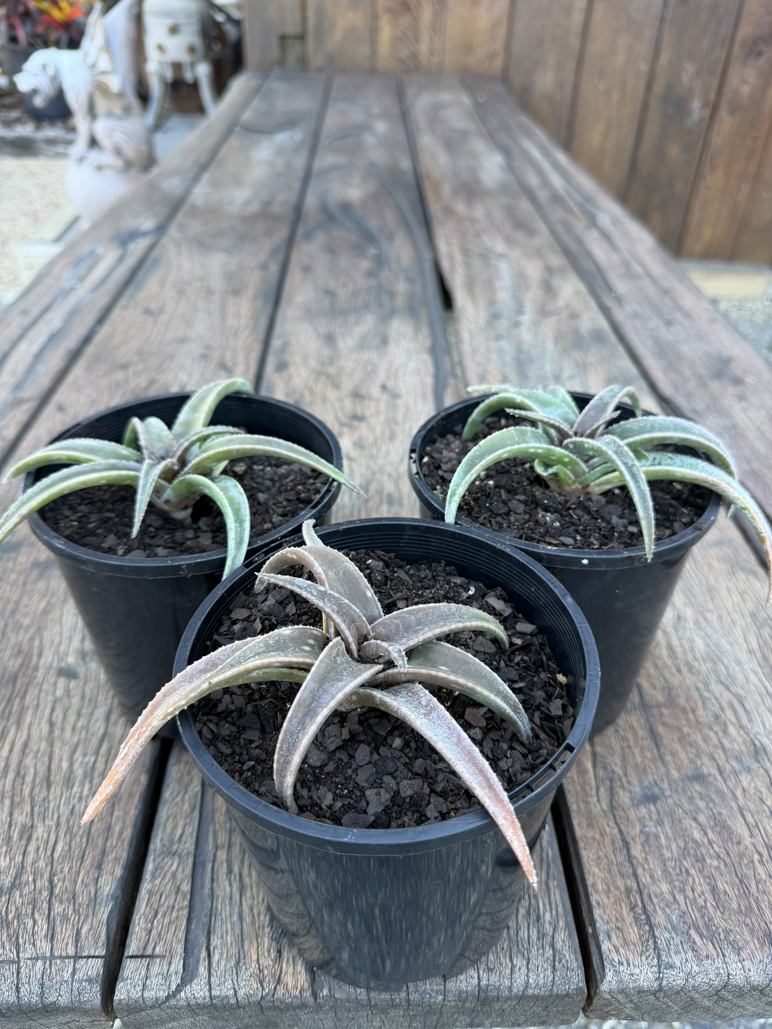 Aloe 'Lysa'
