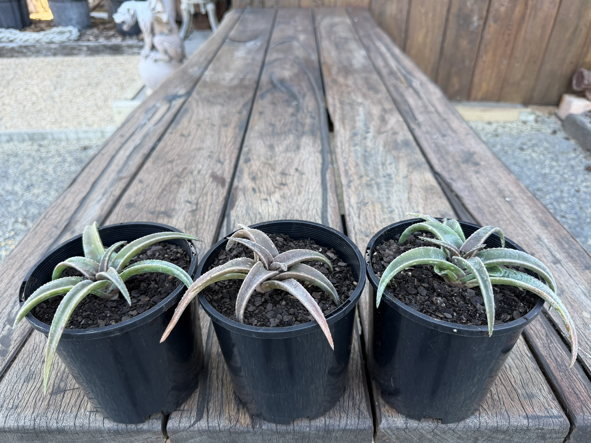 Aloe 'Lysa' - Image 2