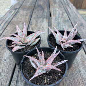Fish Series 'Christmas Carol' Aloe