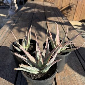Fish Series Neon Ripple Aloe