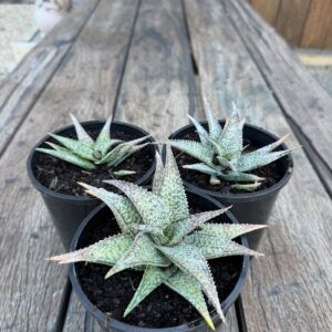 Fish Series Aloe No 1