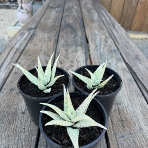 Fish Series Aloe No 2
