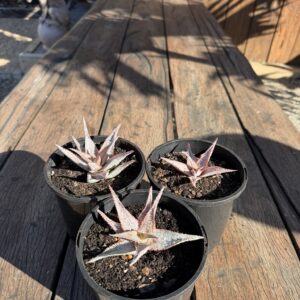 Fish Series Top Notch Aloe