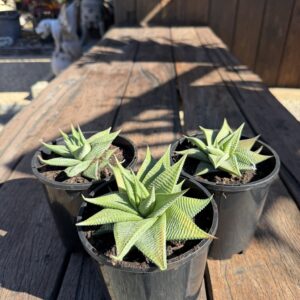 Haworthia Limifolia