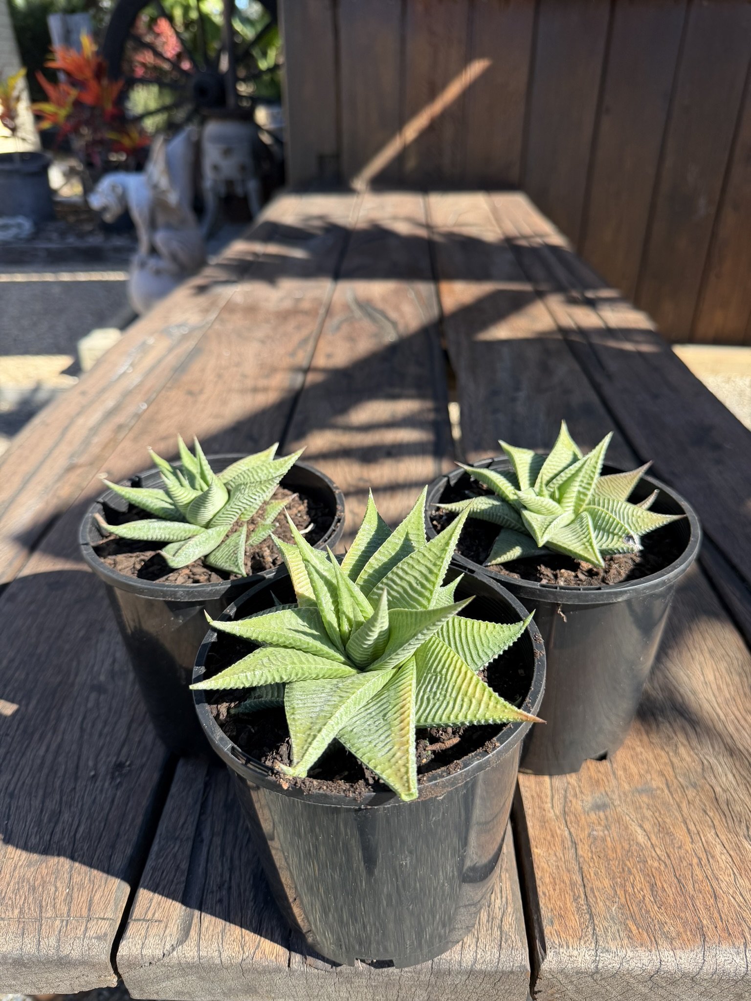 Haworthia Limifolia