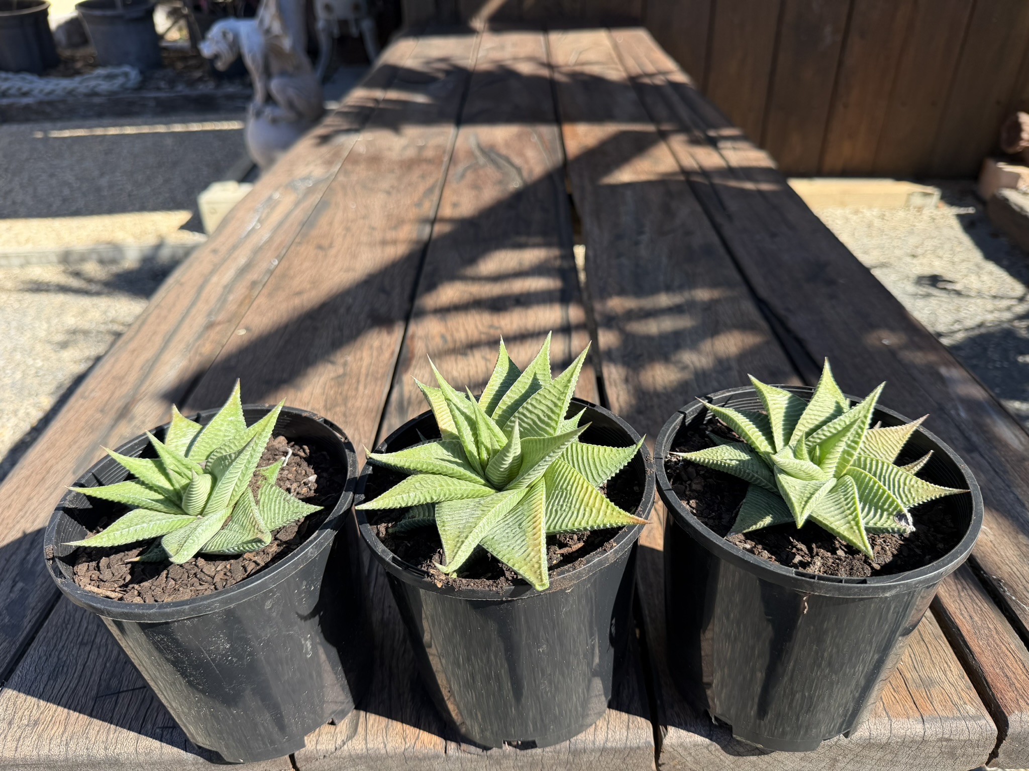 Haworthia Limifolia - Image 2