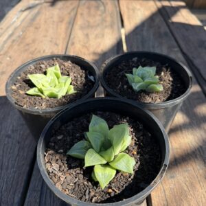 Haworthia retusa 'San Marino'
