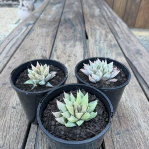 Haworthia Turgida