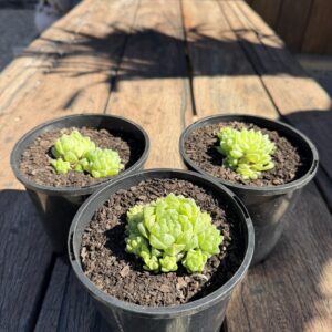 Haworthia cooperi v pilifera