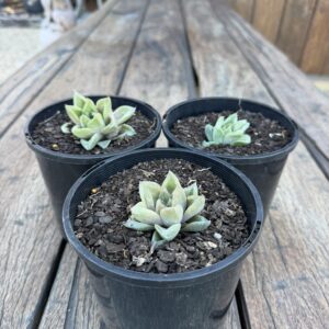Haworthia cuspidata